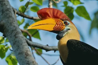 Animaladas jigsaw puzzle