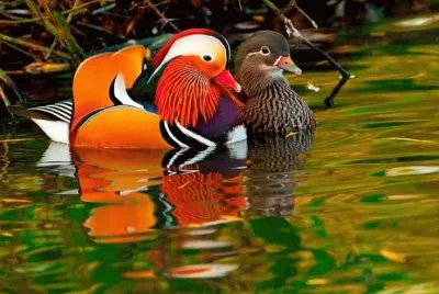 Animaladas jigsaw puzzle