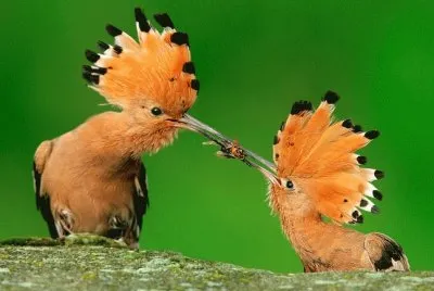 Animaladas jigsaw puzzle