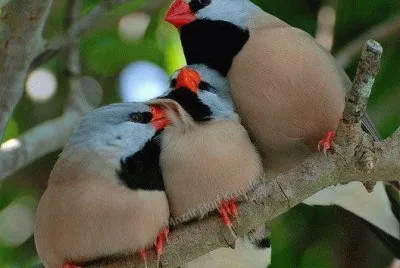 Animaladas