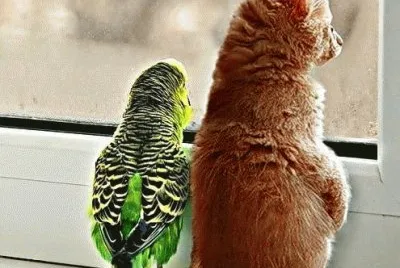 פאזל של Animaladas