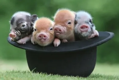 Animaladas