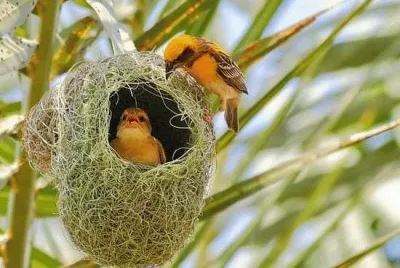 Animaladas