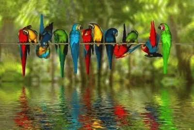 Animaladas