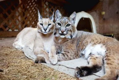 Animaladas