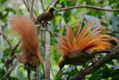 Animaladas