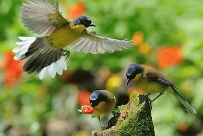 Animaladas