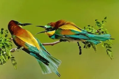 Animaladas
