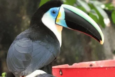 Animaladas