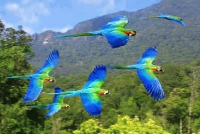 פאזל של Animaladas