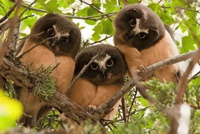 Animaladas