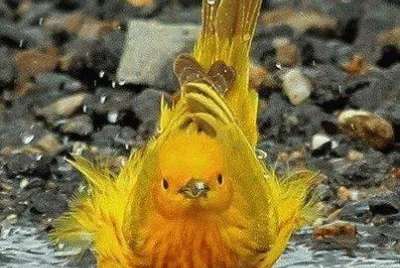 Animaladas