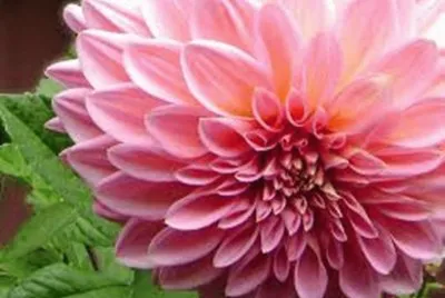 Dalia Rosada jigsaw puzzle