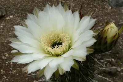 Flor de Cactus - Chile jigsaw puzzle
