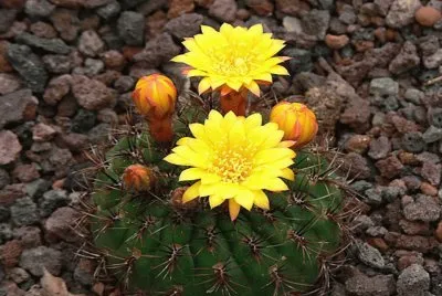 Matucana Aureiflora - Peru jigsaw puzzle