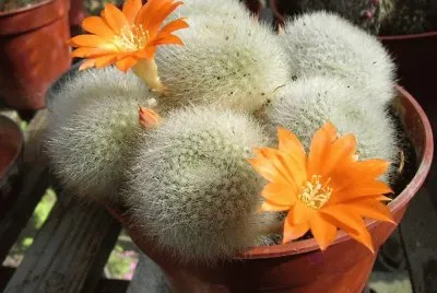Rebutia Muscula - SudamÃ©rica jigsaw puzzle