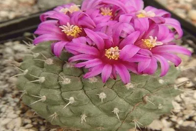 Strombocactus Esperanzae -  MÃ©xico jigsaw puzzle