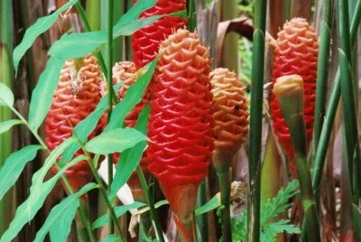 Zingiber  - India jigsaw puzzle