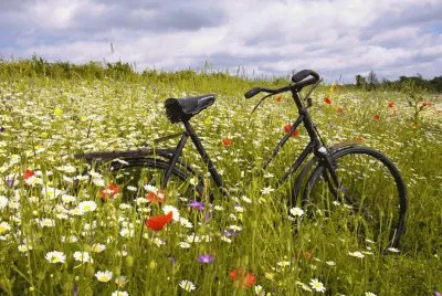 bike and wildflowers