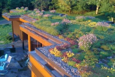 wildflower roof