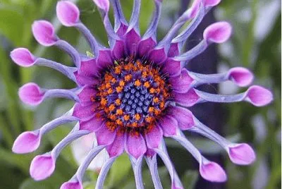 fractal flower