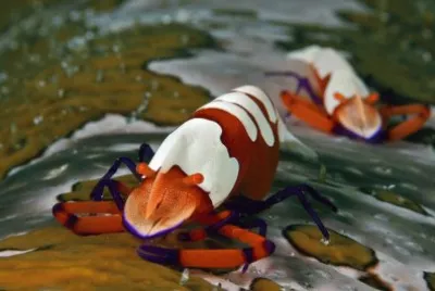 Animaladas