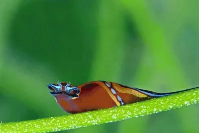 Animaladas