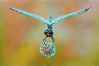 Animaladas