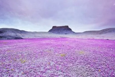 פאזל של Purple Flowers in Desert-Utah