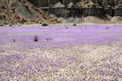פאזל של Blooming Flowers in Desert-Utah
