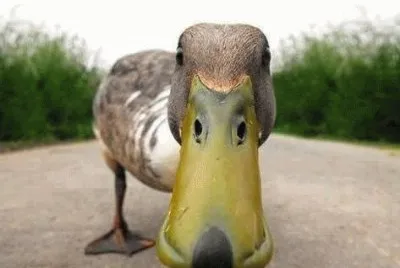 ANIMALES