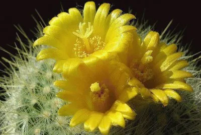 flores