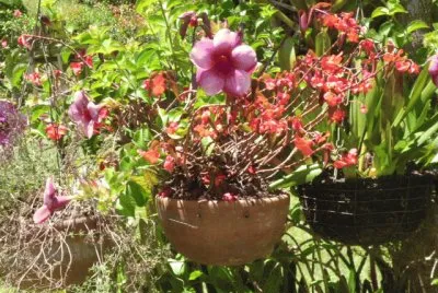 Flores