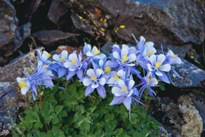 columbine