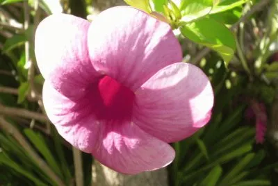 Flor Rosada