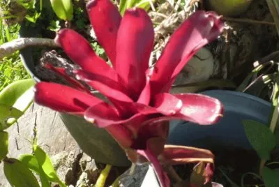 Flor Roja