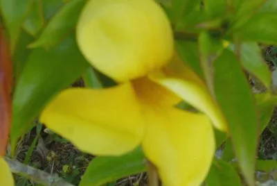 Flor Amarilla jigsaw puzzle