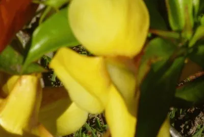 Flor Amarilla