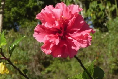 San joaquin 2