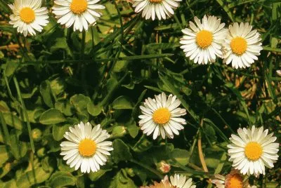 Natura jigsaw puzzle