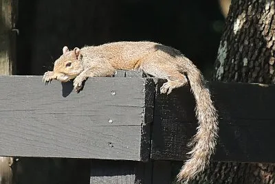 Squirrel In the Sun