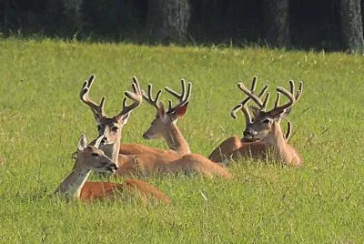 Group of Bucks with a Doe
