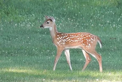 A Fawn
