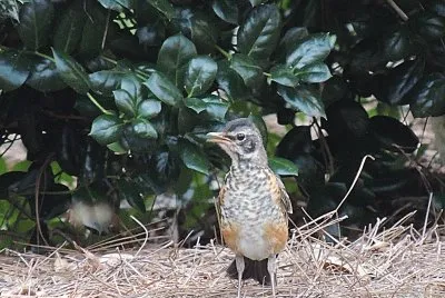 A Young Robbin
