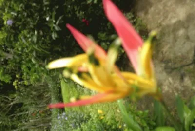 flores tropicales