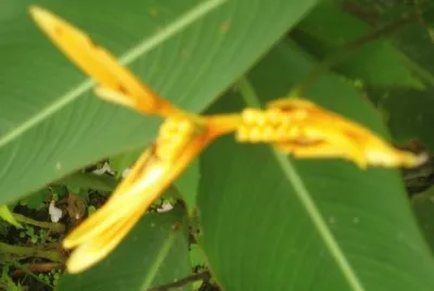 flor tropical