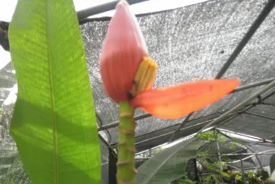 flor de guineo