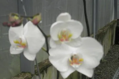 orquidea 1