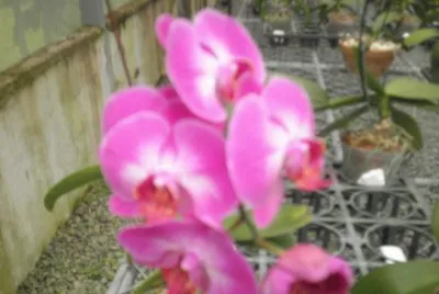 orquidea 2