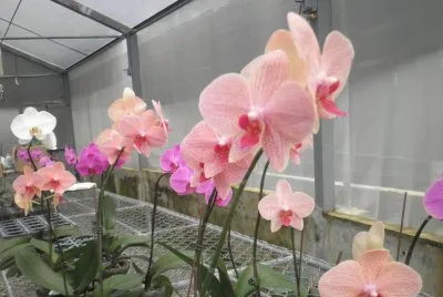 orquidea 3